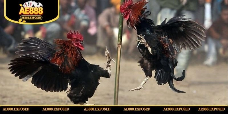 Chọi gà thomo mang đến giây phút cá cược siêu gay cấn