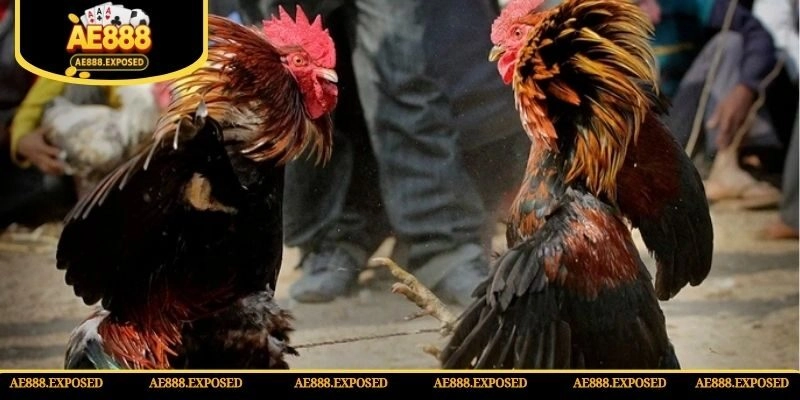 Bỏ túi kinh nghiệm cực hay khi tham gia chọi gà trực tuyến