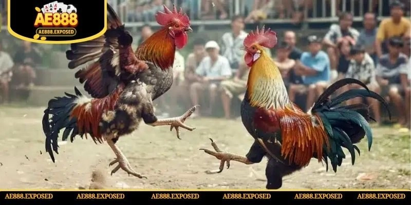 Hội viên có thể đắm chìm trong loại hình chọi gà Nòi truyền thống