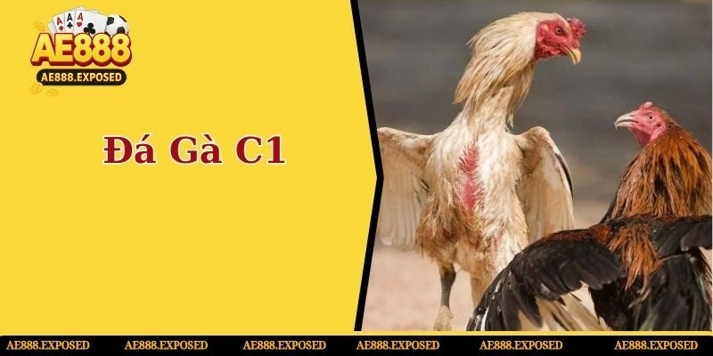 Đá gà c1