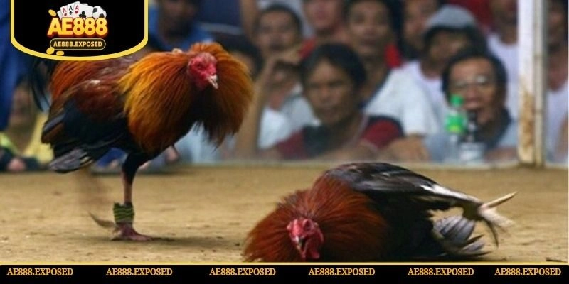 Thông tin về loại hình đá gà C1 được giới trẻ săn đón rầm rộ