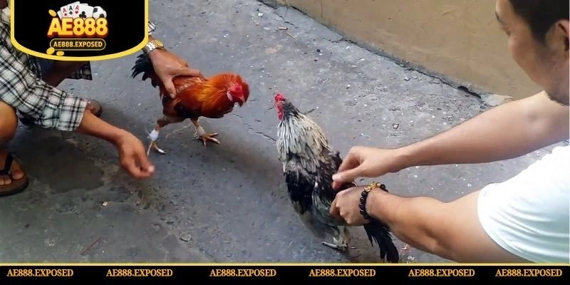 Bỏ túi các kinh nghiệm chọi kê trực tuyến hiệu quả cao