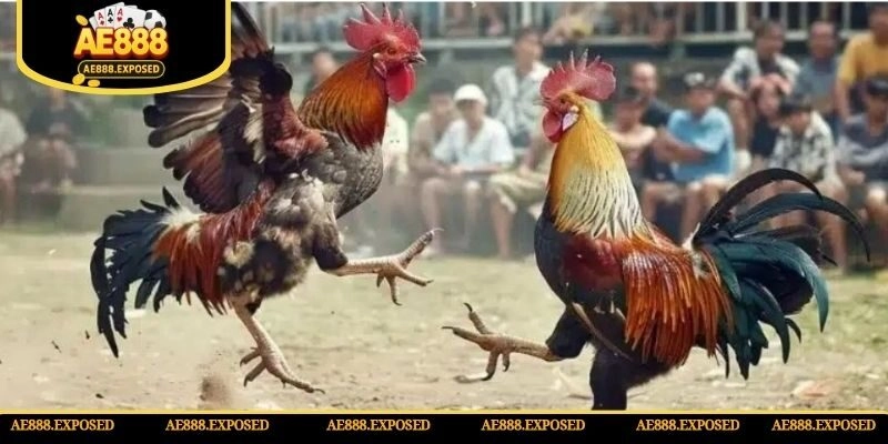 Những bí quyết cược chọi gà tre online tại AE888 chuẩn