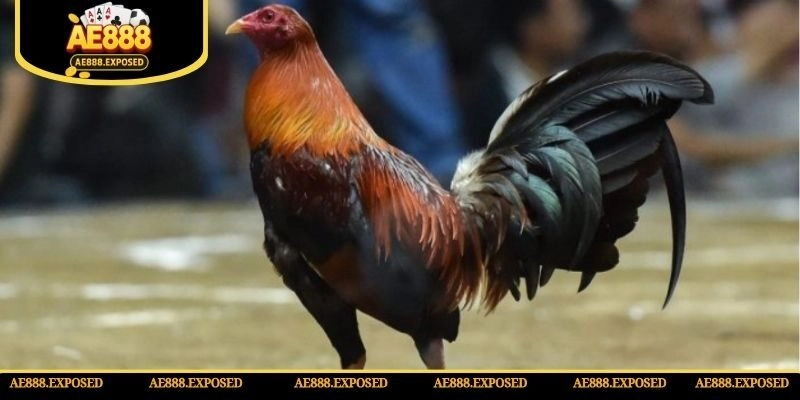 Thông tin giới thiệu chiến kê peru nổi tiếng lừng lẫy