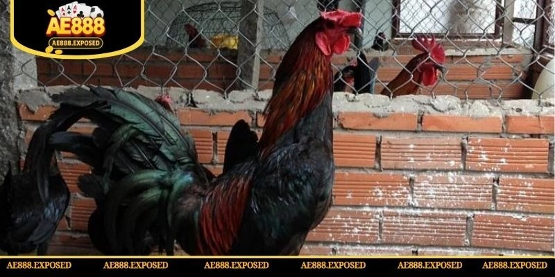 Gà đá Peru có khả năng thích nghi cực tốt với môi trường