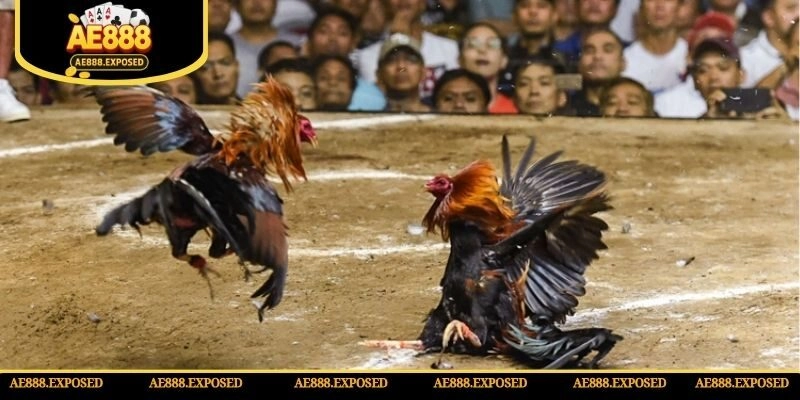 Đá gà trở thành hình thức giải trí hot nhất năm 2025